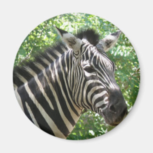 Zwart-witte Zebra Magnet