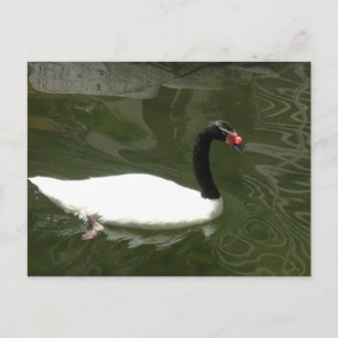 Zwart-witte zwaan briefkaart