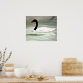 Zwart-witte zwaan, de liefdesvogel poster (Keuken)