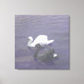Zwart-witte zwaan op een meer canvas afdruk (Voorkant)