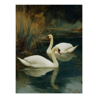 Zwart & Witte Zwanen Paar Poster