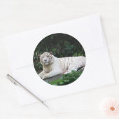 Zwart-witte zwarte tijger ontspannen en glimlachen ronde sticker (Envelop)