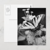 Zwart-wittekaart voor botervliegen briefkaart (Voorkant / Achterkant)