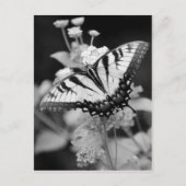 Zwart-wittekaart voor botervliegen briefkaart (Voorkant)