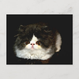 Zwart-witten Briefkaart