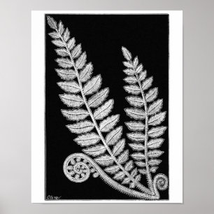 Zwart-wittewit, Fern Vintage poster, art afdrukken Poster