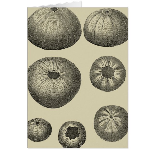 Zwart-witvis (Voorkant)