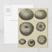 Zwart-witvis Briefkaart (Voorkant / Achterkant)