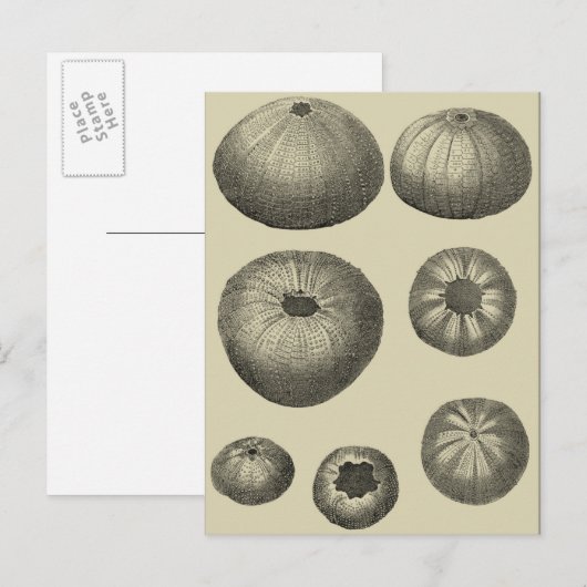 Zwart-witvis Briefkaart (Voorkant / Achterkant)