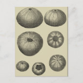 Zwart-witvis Briefkaart (Voorkant)