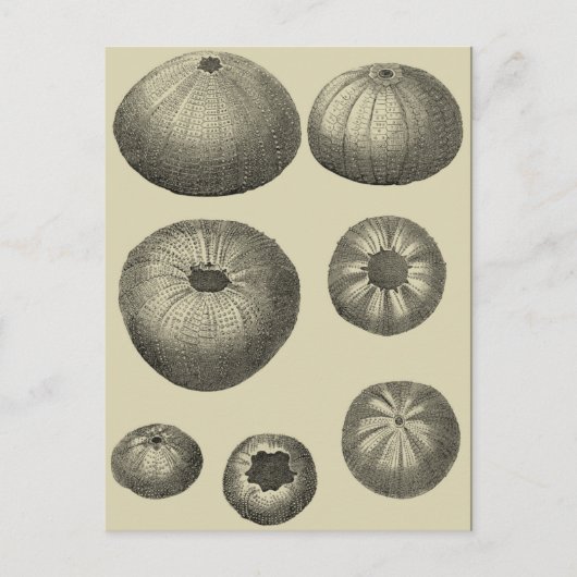 Zwart-witvis Briefkaart (Voorkant)