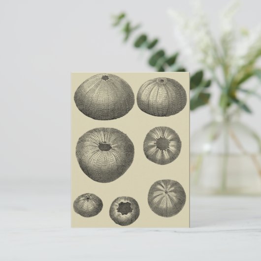 Zwart-witvis Briefkaart (Staand voorkant)