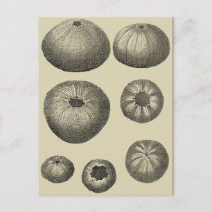 Zwart-witvis Briefkaart