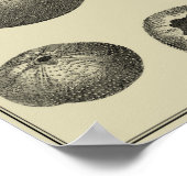 Zwart-witvis Poster (Hoek)