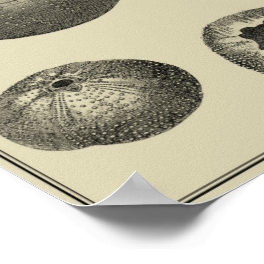 Zwart-witvis Poster (Hoek)