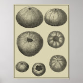 Zwart-witvis Poster (Voorkant)