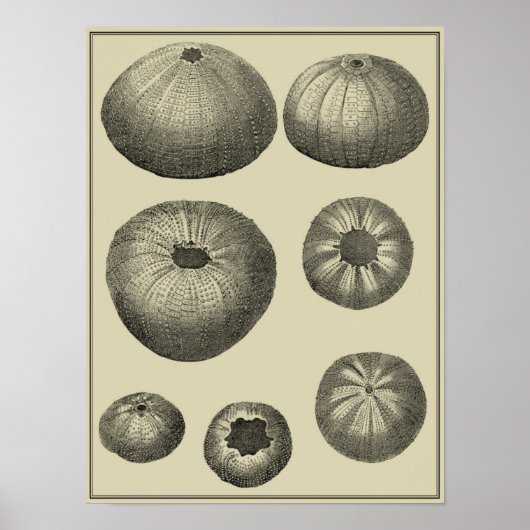 Zwart-witvis Poster (Voorkant)