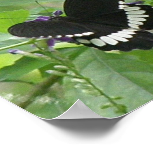 Zwart-witvlinder afdrukken poster (Hoek)