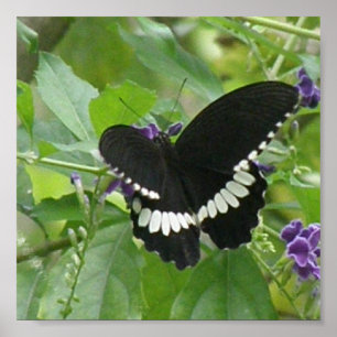 Zwart-witvlinder afdrukken poster