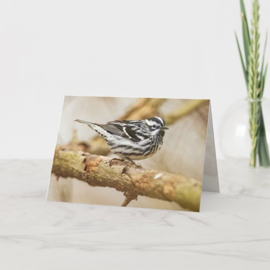 Zwart-witwaarschuwer Kaart (Voorkant)