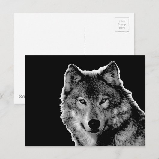 Zwart-witwerk met Wolf Briefkaart (Voorkant / Achterkant)