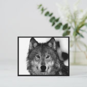 Zwart-witwerk met Wolf Briefkaart (Staand voorkant)