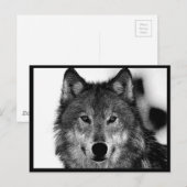 Zwart-witwerk met Wolf Briefkaart (Voorkant / Achterkant)