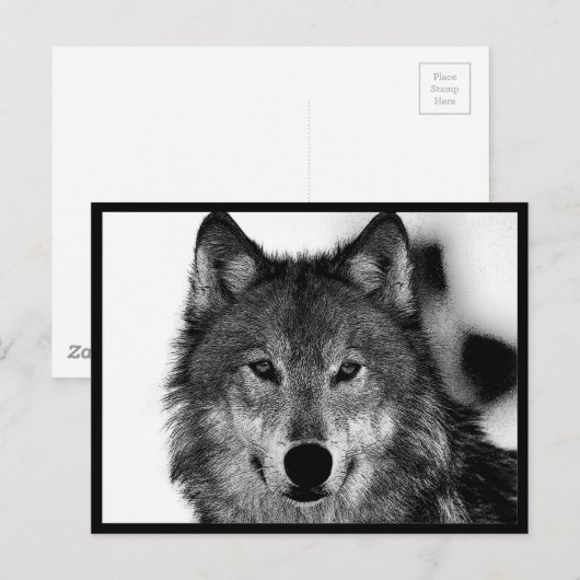 Zwart-witwerk met Wolf Briefkaart (Voorkant / Achterkant)