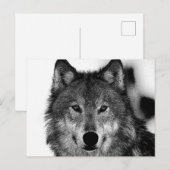 Zwart-witwerk met Wolf Feestdagenkaart (Voorkant / Achterkant)