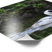 Zwart-witzwam of Zee duikend driekleppige watervog Foto Afdruk (Hoek)