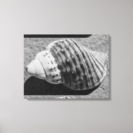 Zwart-witzwart Zee Ocean Shell Canvas Afdruk (Voorkant)