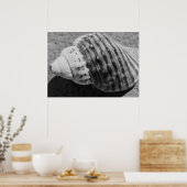 Zwart-witzwart Zee Ocean Shell Poster (Keuken)