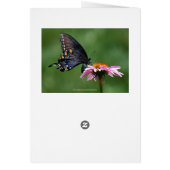 Zwart zwalustaartvlinder Levenscyclus Collage (Achterkant)