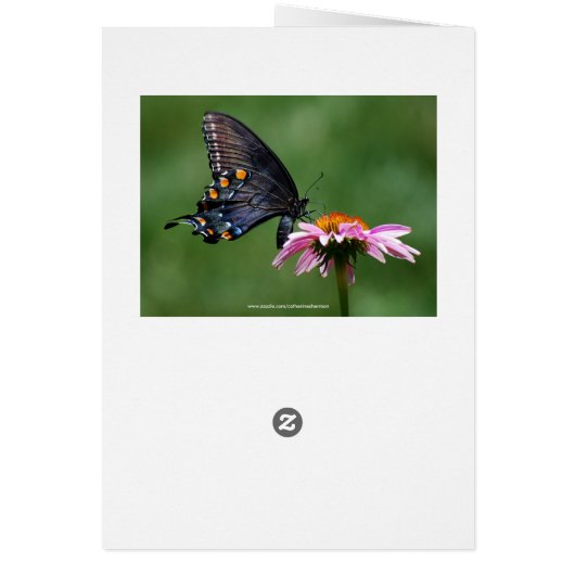 Zwart zwalustaartvlinder Levenscyclus Collage (Achterkant)