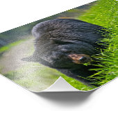 Zwartbeer Foto Afdruk (Hoek)
