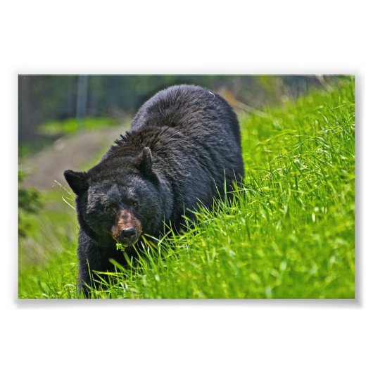 Zwartbeer Foto Afdruk (Voorkant)