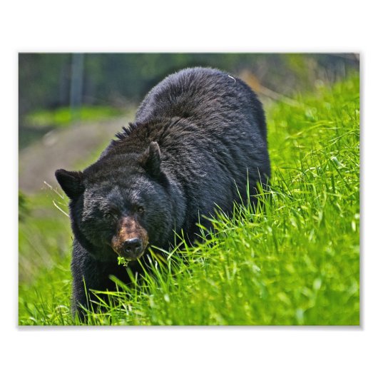 Zwartbeer Foto Afdruk (Voorkant)