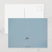 Zwartbenige kittiwake briefkaart (Voorkant / Achterkant)