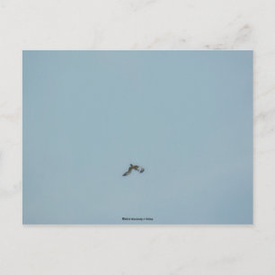 Zwartbenige kittiwake briefkaart