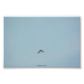 Zwartbenige kittiwake foto afdruk (Voorkant)