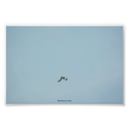 Zwartbenige kittiwake foto afdruk