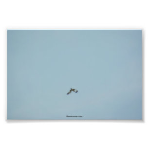Zwartbenige kittiwake foto afdruk