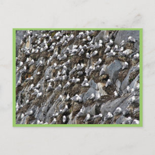 Zwartbenige kittiwake-kolonie briefkaart