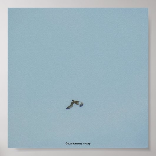 Zwartbenige kittiwake poster (Voorkant)