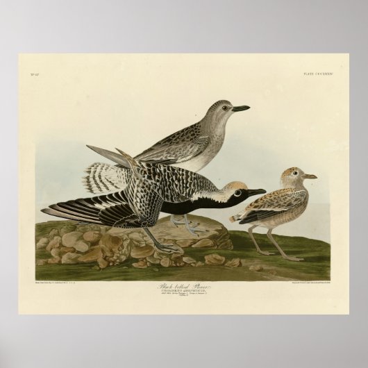 Zwartbuikklaver - Amerikaanse vogels Poster (Voorkant)