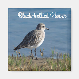 Zwartbuikklaver Magneet