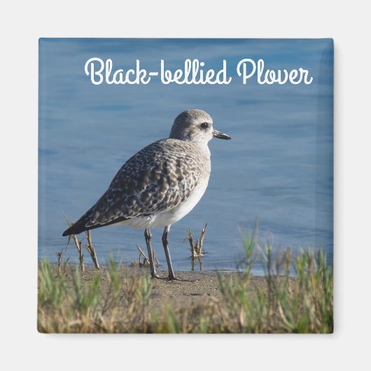 Zwartbuikklaver Magneet (Voorkant)