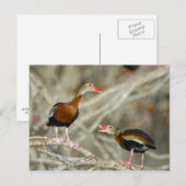 Zwartbuikspiering Briefkaart (Voorkant / Achterkant)