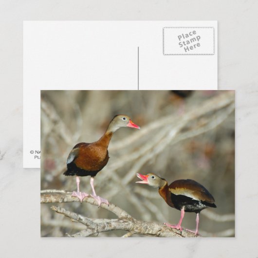 Zwartbuikspiering Briefkaart (Voorkant / Achterkant)