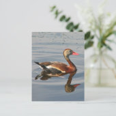 Zwartbuikspiering Briefkaart (Staand voorkant)